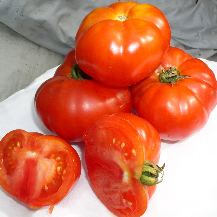 Fleischtomate Marmande