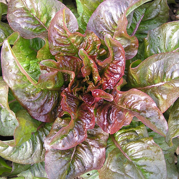 Römersalat Teufelsohren (Roter Romanasalat)