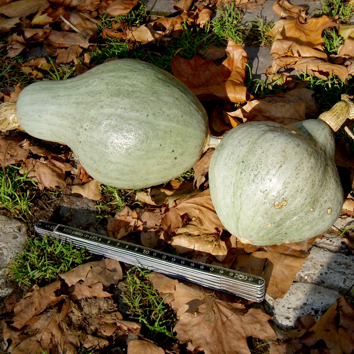 Kürbis Blue Ballet Kürbis Blue Ballet