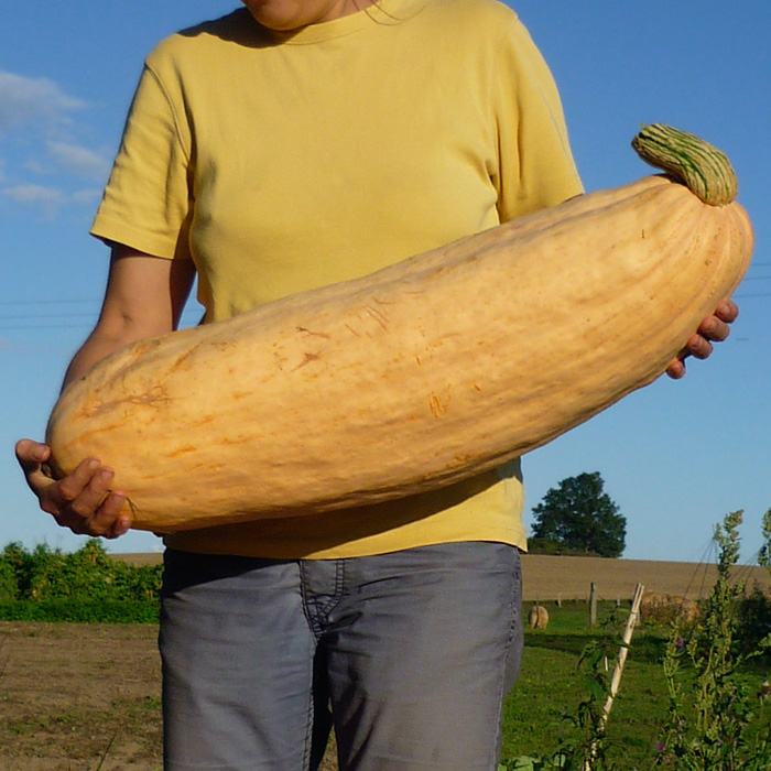 Riesenkürbis Pink Jumbo Banana Riesenkürbis Pink Jumbo Banana