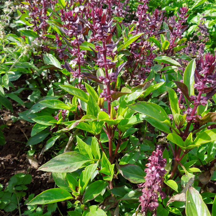 Thai-Basilikum Horapa Thai-Basilikum Horapa