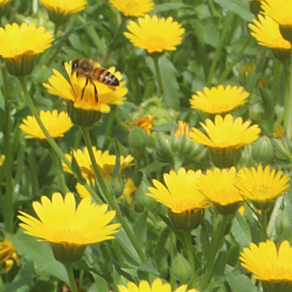 Ackerringelblume