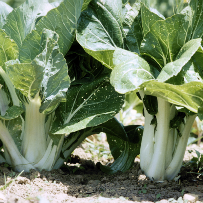 Asiagemüse Pak Choi