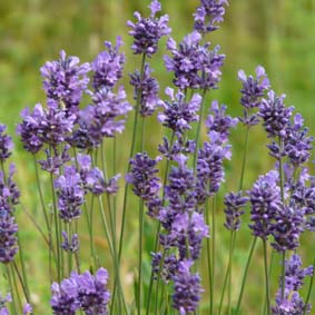 Speick-Lavendel