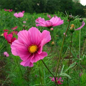 Cosmea Rosa