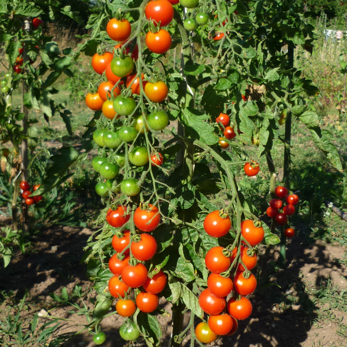 Cocktailtomate Gardener's Delight (Des Gärtners große Freude)