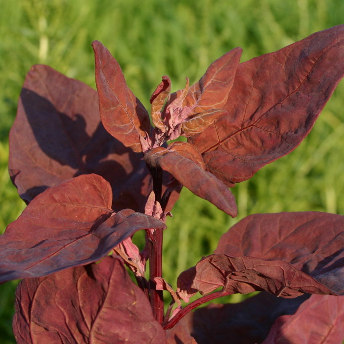 Gartenmelde Vollrot