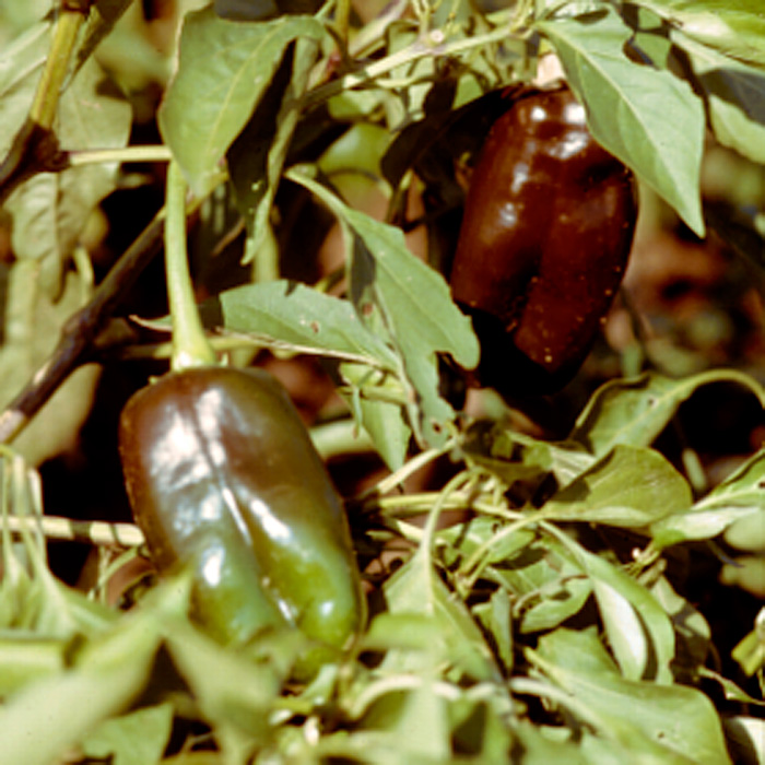 Paprika Sweet Chocolate