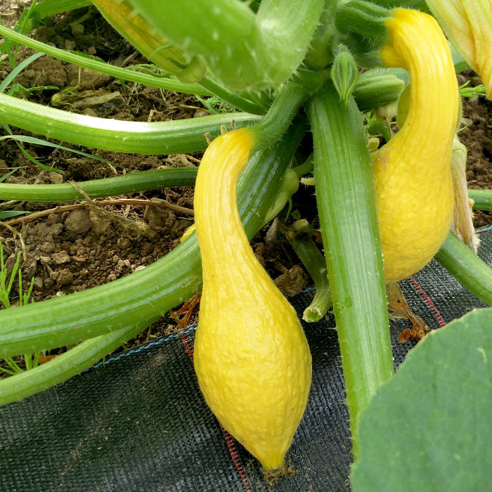 Zucchini Early Summer Crookneck