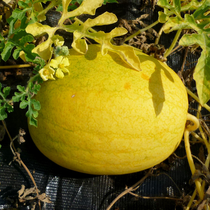 Wassermelone Golden Midget
