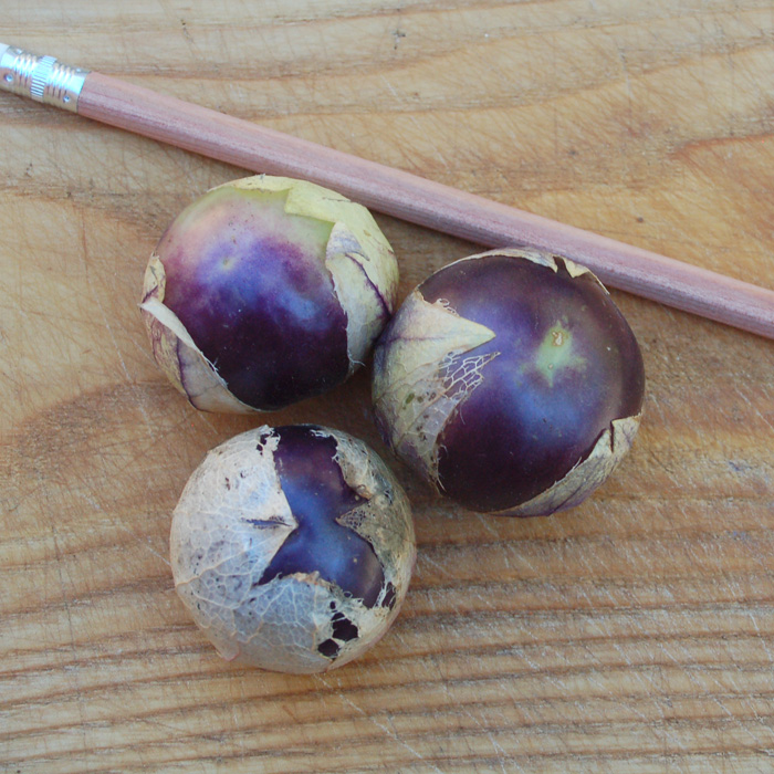 Tomatillo Purple de Milpa