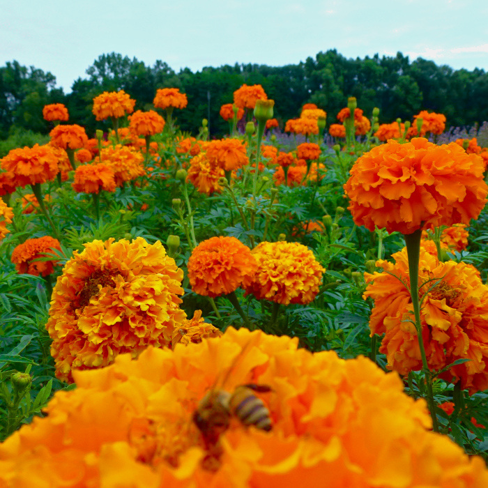 Färbertagetes