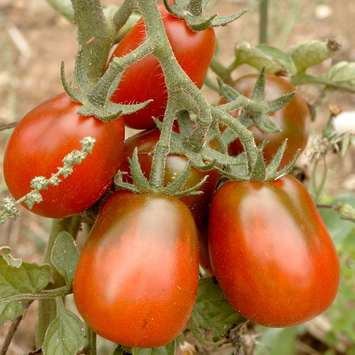 Salattomate Black Plum (Schwarze Pflaume)